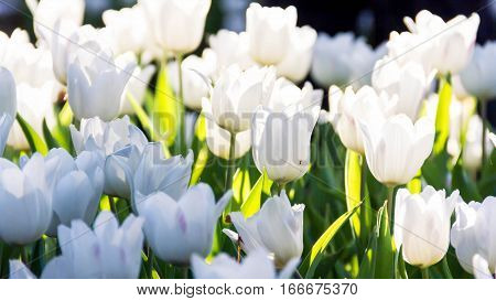 Amazing nature of white tulips under sunlight at the middle of summer or spring day landscape