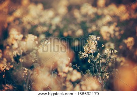 Canola Flowers, Colza. Rapeseed Flowers. Rapeseed Field, Blooming Canola
