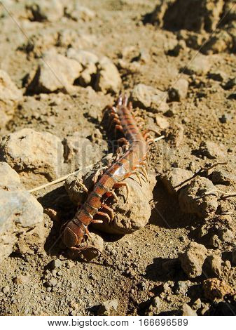 A red and black centipede of he family Scolopendidae crawling across a rock.