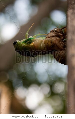 A cicada nymph molting from its exoskeleton as it becomes and adult.