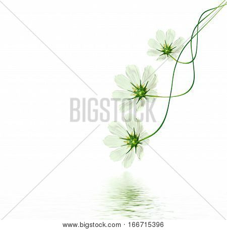 daisies summer flower isolated on white background.