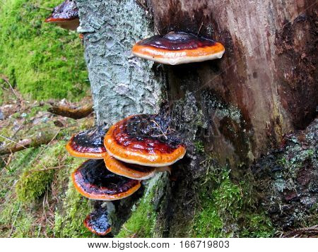 Bark Mushrooms in an bavarian forrest near Frankfurt