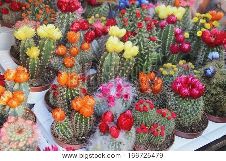 Big mix of beautiful vivid bloomy cactuses