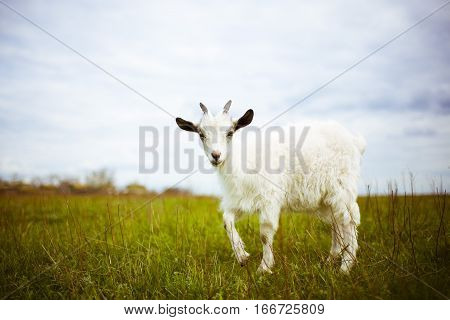 A young goat grazes in a meadow and smiling. He looks into the camera.