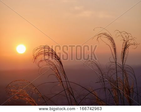 Silhouettes of grass and glowing sun light. Grass in warm golden morning light . Sharp image correct composition deep warm colors. Nara. Japan.