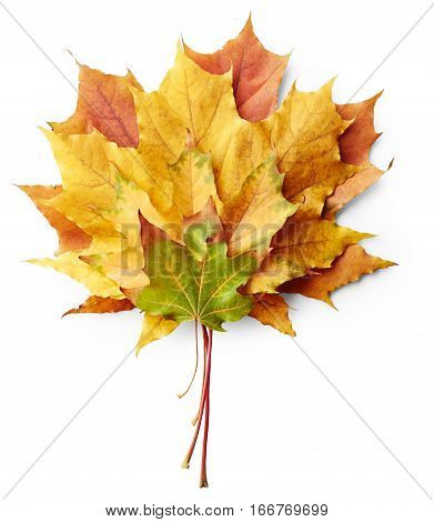 Maple autumn leaves isolated on white abckground