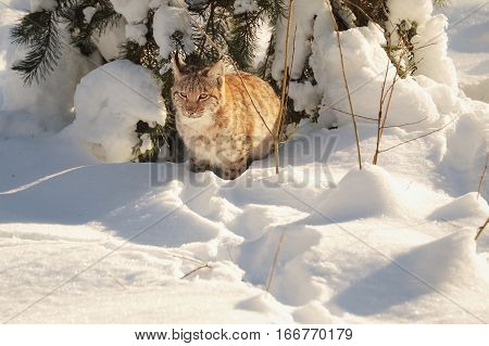 Lynx in the Sumava forests in winter. Eurasian Lynx (Lynx lynx) walking quietly in snow