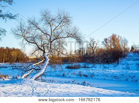 landscape trees covered with snow in the Loshitsa old park manor landscape Minsk Belarus winter