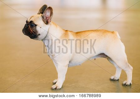 Dog French Bulldog indoor. The French Bulldog is a small breed of domestic dog.