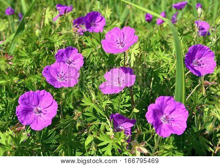 Meadow geranium (Geranium pratense) flowers blooming in the summer field.