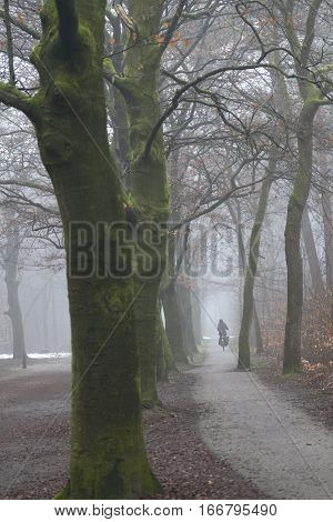 lonely figure on bicycle on misty track in dutch beech forest near Zeist