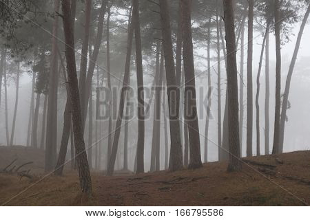 foggy pine forest in winter near zeist and driebergen in holland