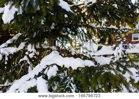 Winter Sun Breaks Through The Snow-covered Fir Branches