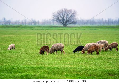 Flock of sheep grazes on a green meadow pasture