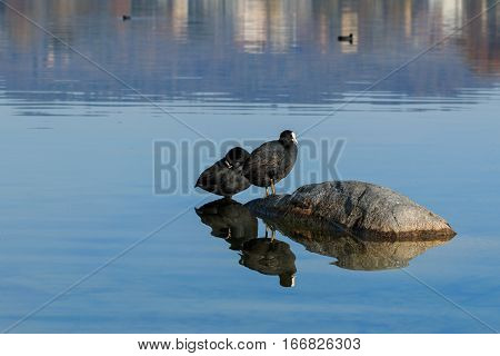 Eurasian Coots On Lake