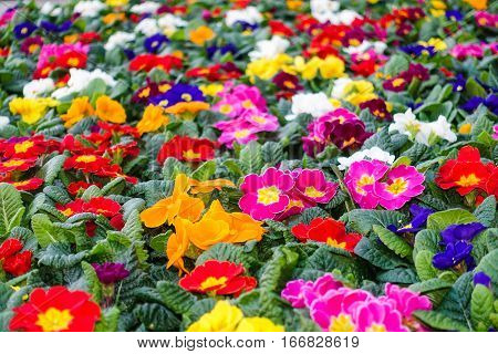 Closeup of a colorful flower bed with red blue yellow pink white orange and purple primroses. Shallow depth of field.