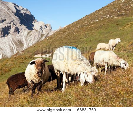 herd of sheep in alps dolomites mountains ovis aries sheep is typical farm animal on mountains