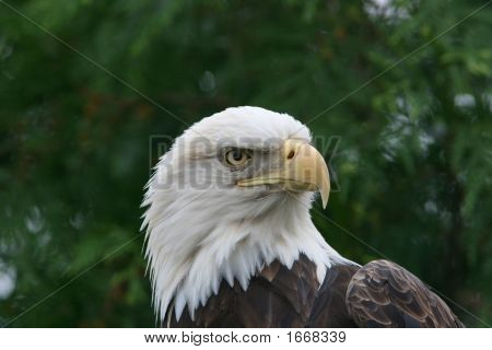 Orel bělohlavý (Haliaeetus Leucocephalus)