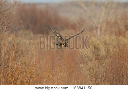 northern harrier hunting in a field at bosque del apache nm