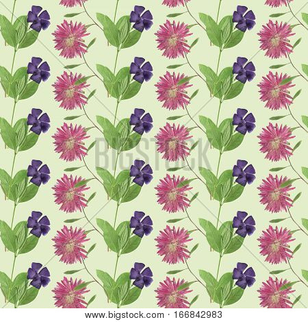 Periwinkle Aster Michaelmas daisy. Colorful texture of flowers. Seamless pattern for continuous replicate. Beautiful photo collage.