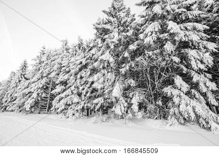 At Baraque Michel there are an lot of trees in the snow at the winter whit an path