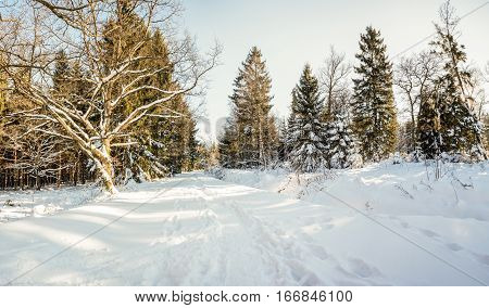 At Baraque Michel there are an lot of trees in the snow at the winter