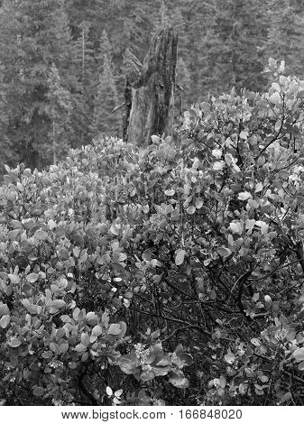 A tree that has been broken off stands in a patch of manzanita on a foggy spring day in the Freemont-Winema National Forest in Southern Oregon.