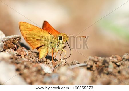 small brown butterfly at land for taste food