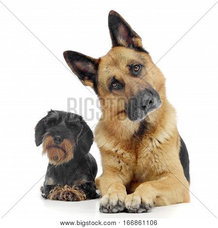 Studio Shot Of An Adorable Wire Haired Dachshund And A German Shepherd