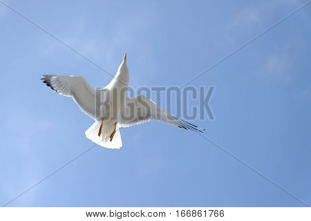 An image of a beautiful seagull in the bright blue sky