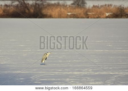 frozen lake with grey heron in Tovacov,importent bird nesting area in Czech republic