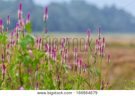 Pink flower Obedient Plant alike or better known as Physostegia Virginiana for blur background