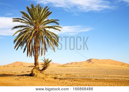 Palm In The  Desert Oasi