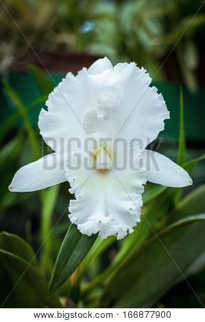 White orchid flower at the botanical garden.