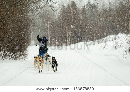 Calumet, MI - March 1, 2015:  CopperDog 150 sled dog race.  Teams traverse 150 miles over 3 days during the annual event, which starts and ends in historic Calumet, Michigan.  Musher shown is Joanna Oberg.