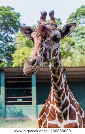 Closeup giraffe in Dehiwala Zoo. Colombo, Sri Lanka.