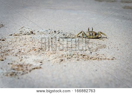 Close Up of a Ghost Crab on White Sand Beach