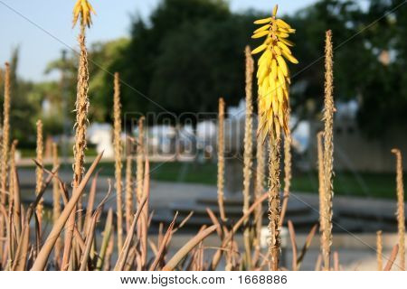 Fiore giallo
