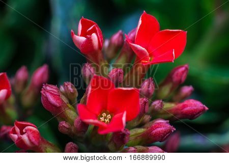 Four red petal flower Kalanchoe Flower tropical succulent plant or better known as Widow's-thrill