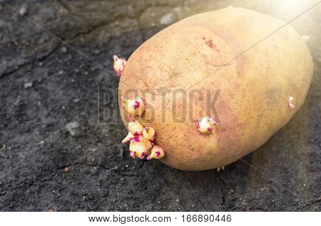 potato on the ground planting sprouted tubers spring closeup agrarian background