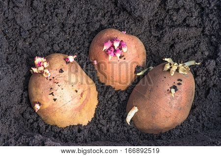 potato on the ground planting sprouted tubers spring closeup agrarian background