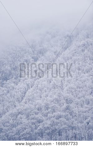 Snowfall over a pine tree forest in winter season