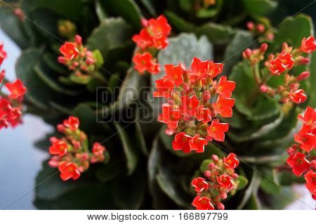 Four red petal flower Kalanchoe Flower tropical succulent plant or better known as Widow's-thrill