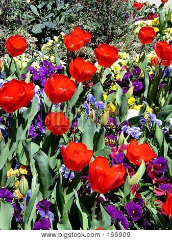 Tulips And Pansies