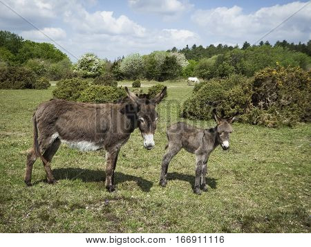 Female Donkey with young foal in the New Forest in Hampshire in early summer