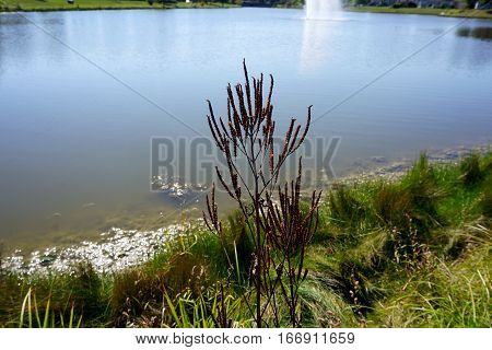 A Culver's root plant (Veronicastrum virginicum), gone to seed next to a small lake in Joliet, Illinois during September.