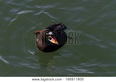 Surf Scoter water bird in bc canada