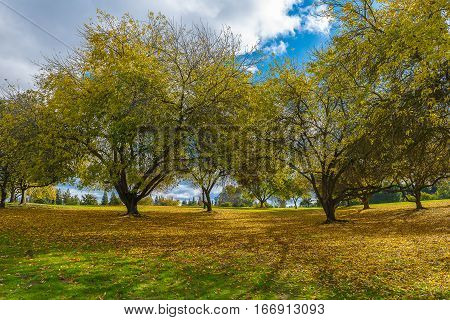 Early Winter Landscape In The Park In California