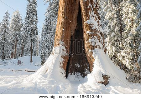 Giant Sequoia Trees In Kings Canyon & Sequoia National Park