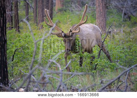 Wild Elk In National Park